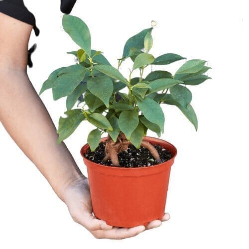 Ficus 'Ginseng'-Indoor Plants-Trendy Gardener