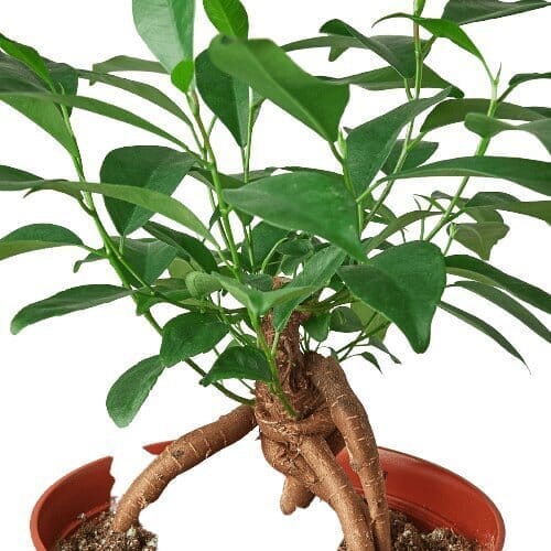 Ficus 'Ginseng'-Indoor Plants-Trendy Gardener