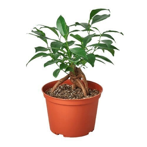 Ficus 'Ginseng'-Indoor Plants-Trendy Gardener