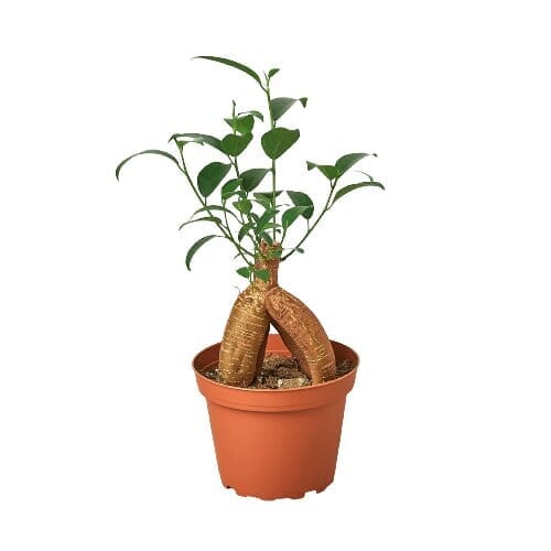 Ficus 'Ginseng'-Indoor Plants-Trendy Gardener