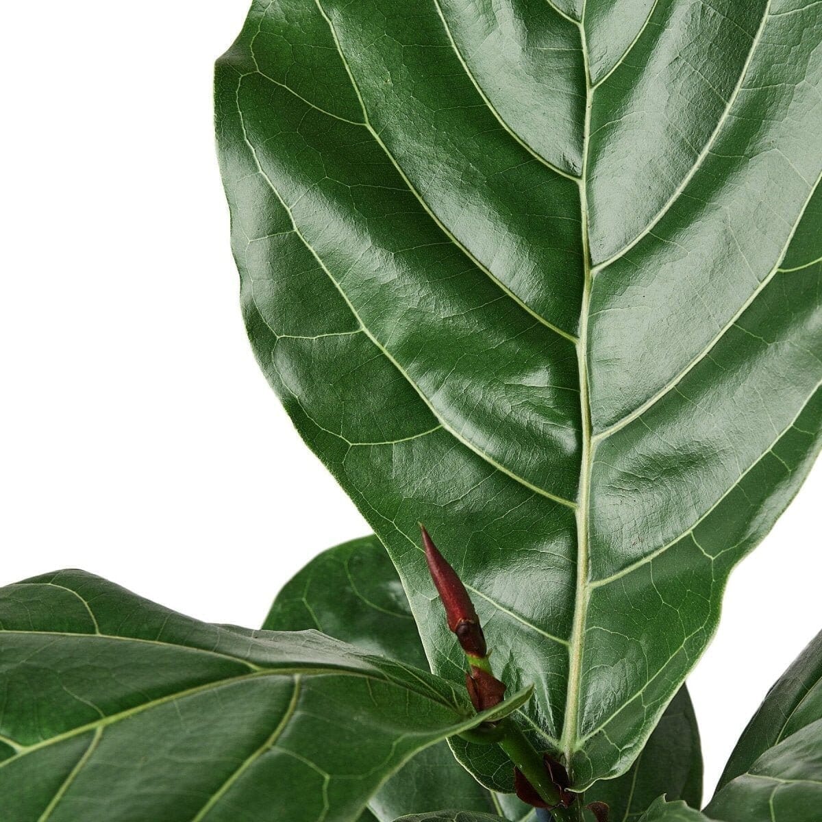 Ficus Lyrata 'Fiddle Leaf Fig'-Indoor Plants-Trendy Gardener