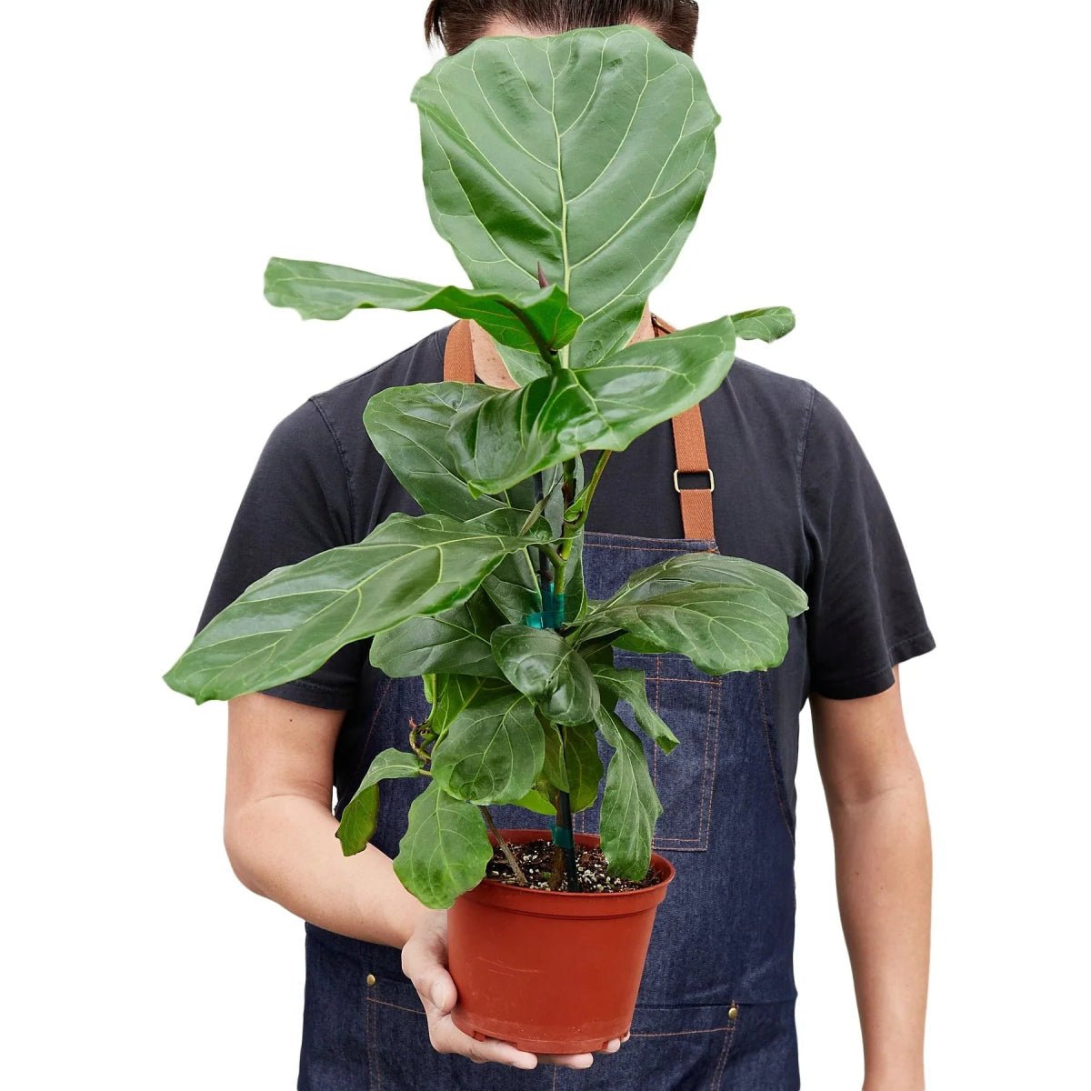 Ficus Lyrata 'Fiddle Leaf Fig'-Indoor Plants-Trendy Gardener