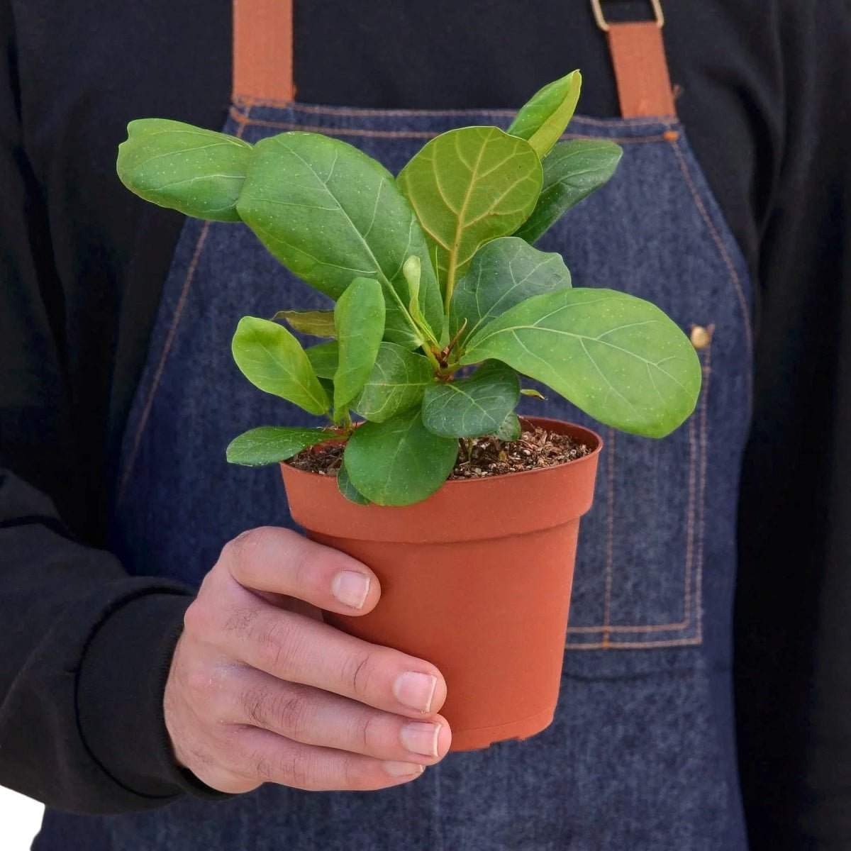 Ficus Lyrata 'Fiddle Leaf Fig'-Indoor Plants-Trendy Gardener