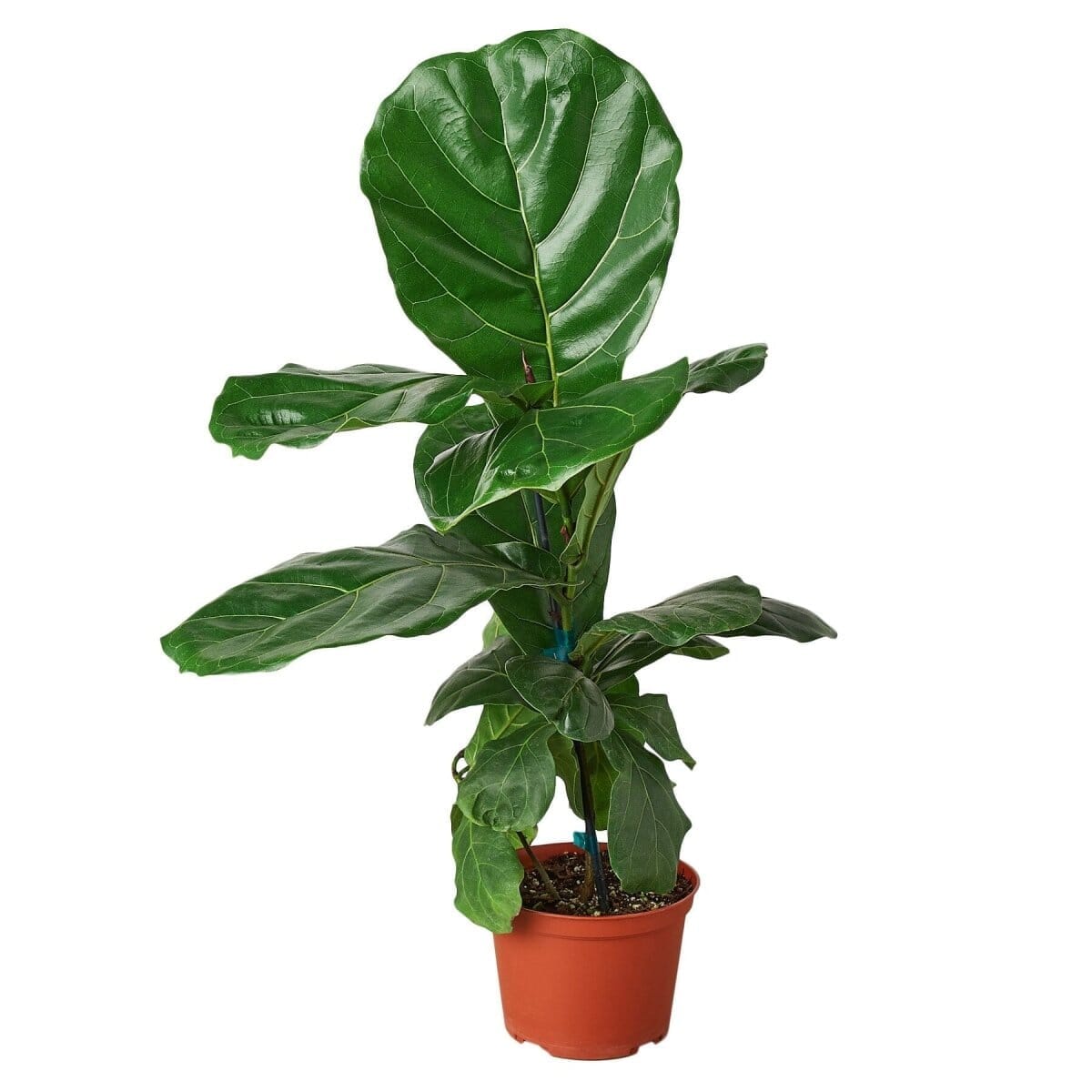 Ficus Lyrata 'Fiddle Leaf Fig'-Indoor Plants-Trendy Gardener