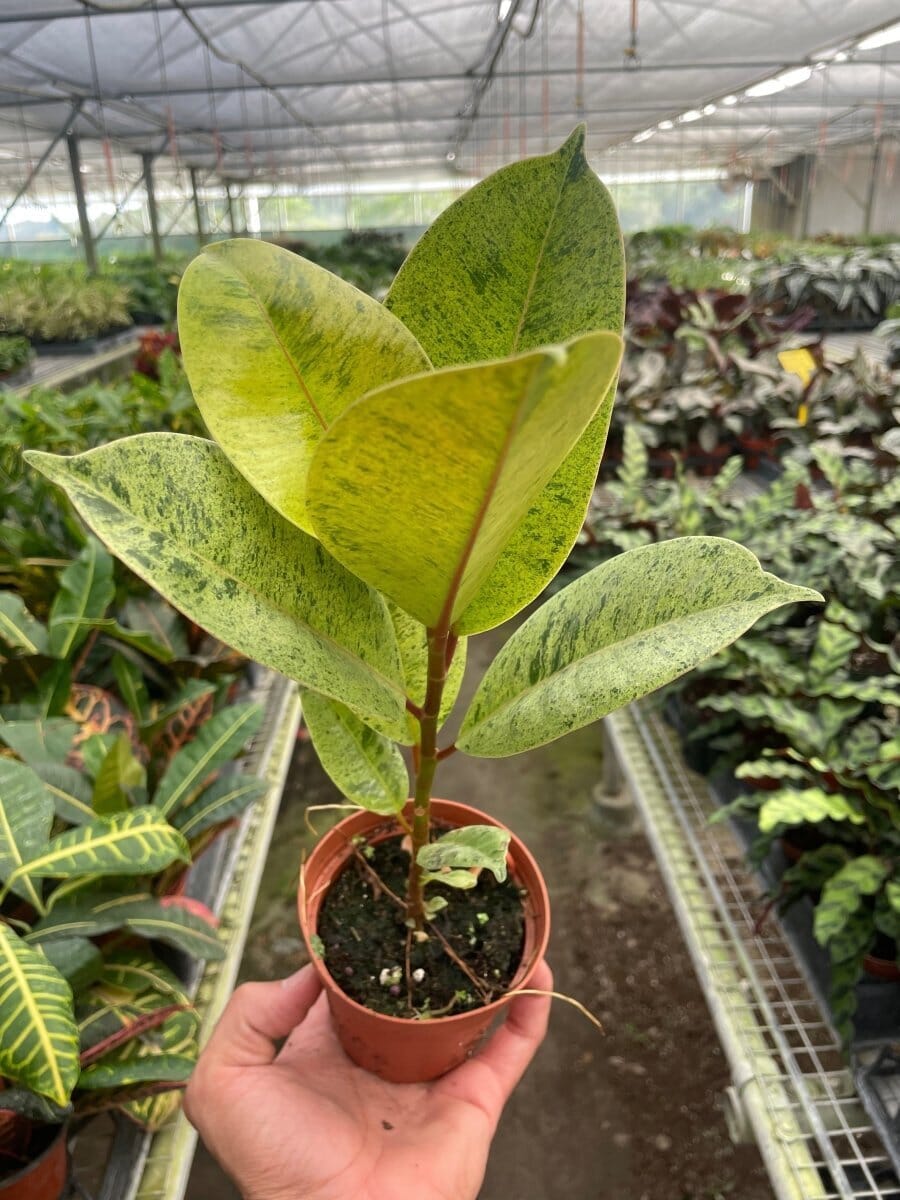 Ficus 'shivereana' (Moonshine)-Indoor Plants-Trendy Gardener