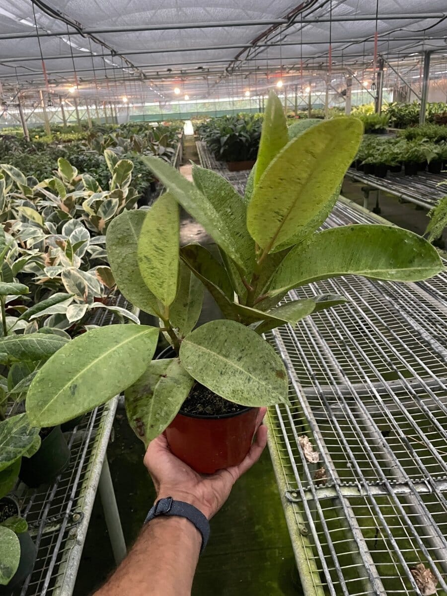 Ficus 'shivereana' (Moonshine)-Indoor Plants-Trendy Gardener