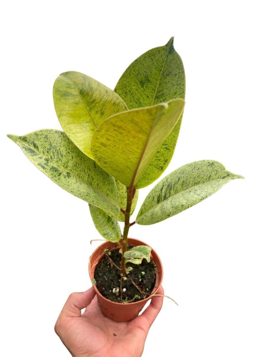 Ficus 'shivereana' (Moonshine)-Indoor Plants-Trendy Gardener