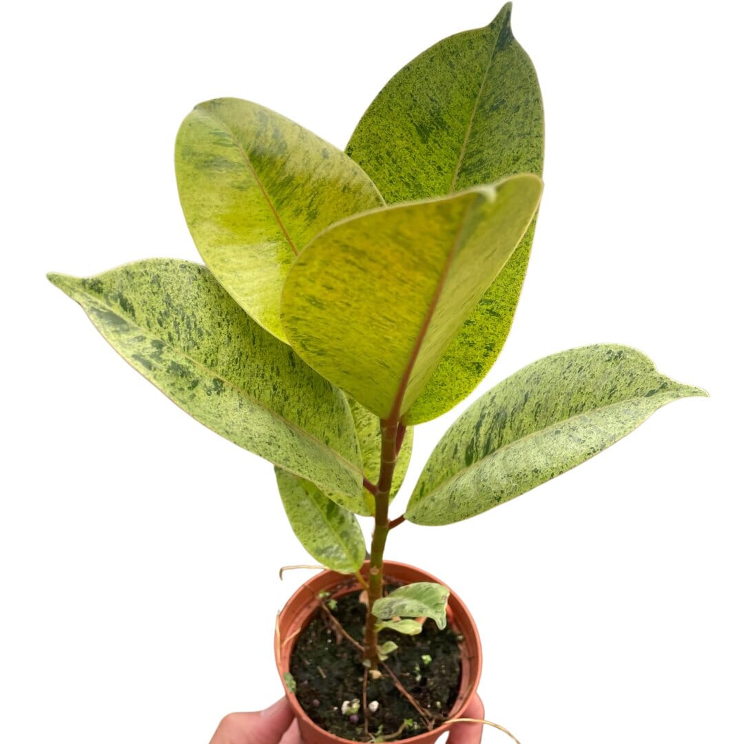 Ficus 'shivereana' (Moonshine)-Indoor Plants-Trendy Gardener