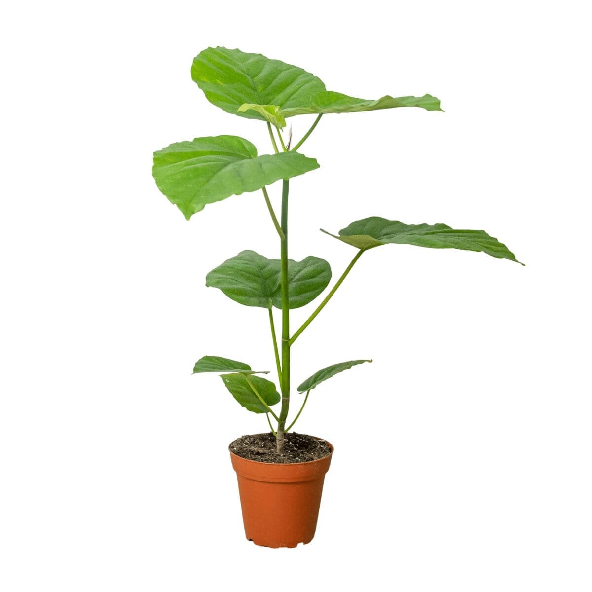 Ficus 'Umbellata'-Indoor Plants-Trendy Gardener