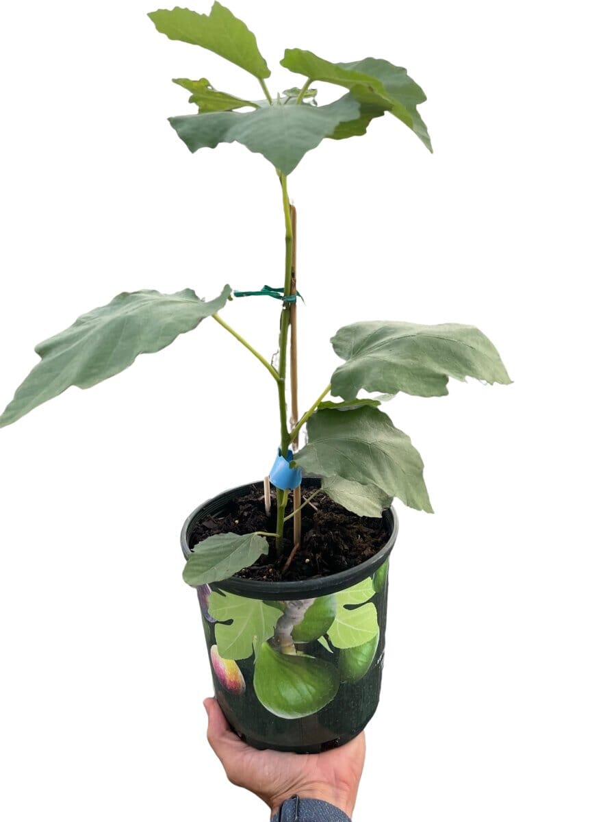 Figue Tree-Indoor Plants-Trendy Gardener