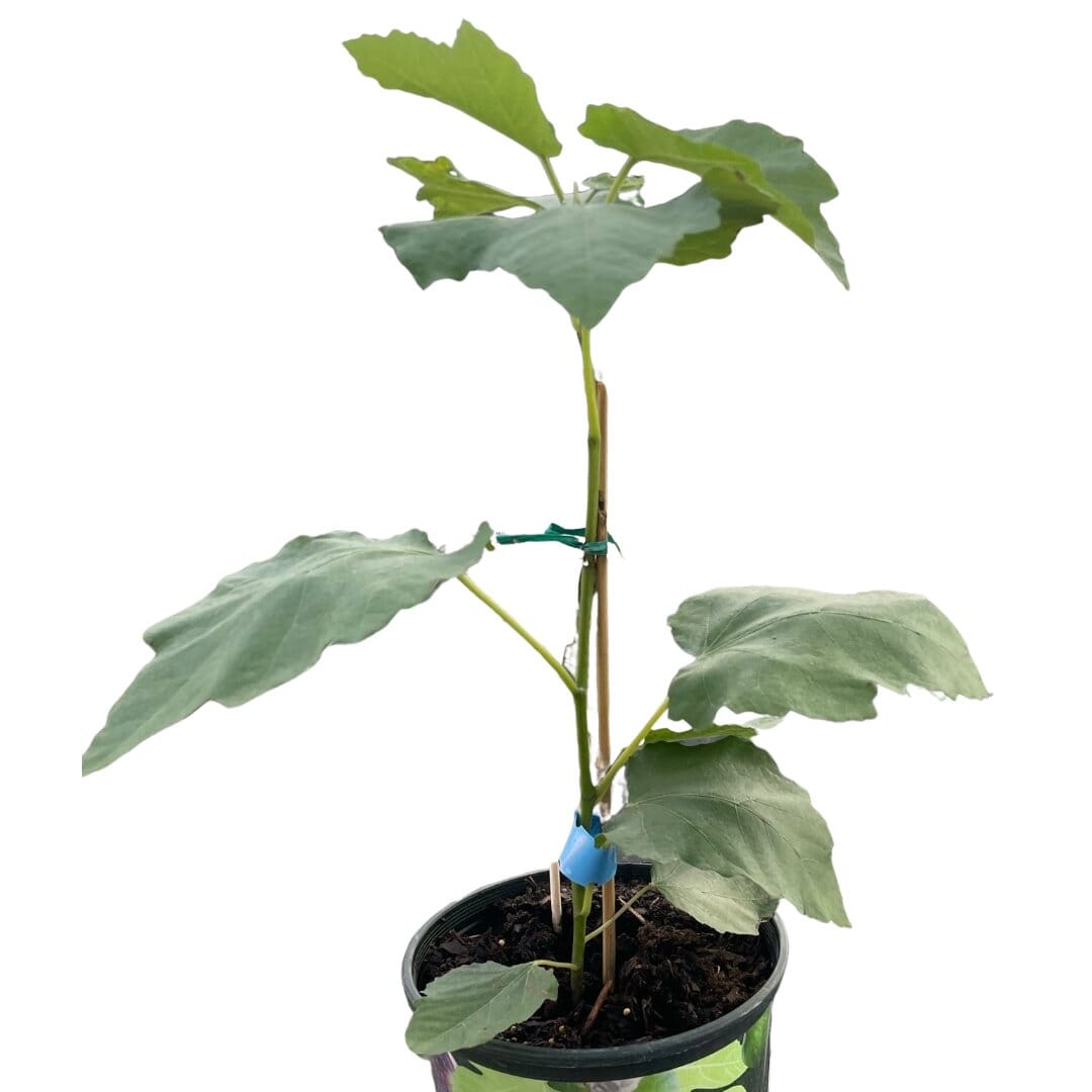 Figue Tree-Indoor Plants-Trendy Gardener