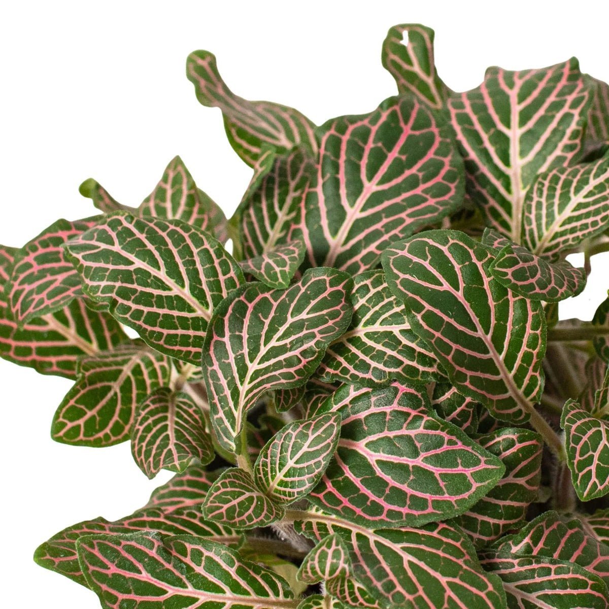 Fittonia 'Pink'-Indoor Plants-Trendy Gardener