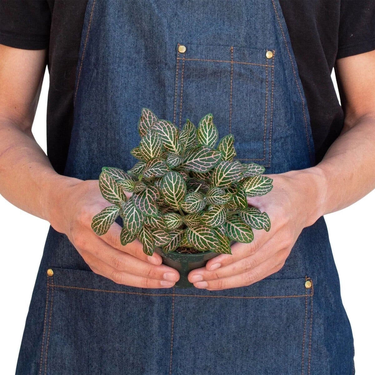 Fittonia 'Pink'-Indoor Plants-Trendy Gardener