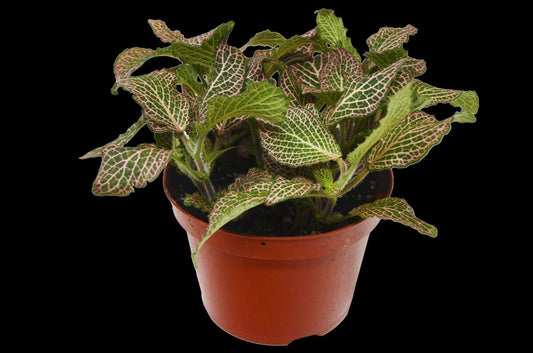 Fittonia 'Pink'-Indoor Plants-Trendy Gardener