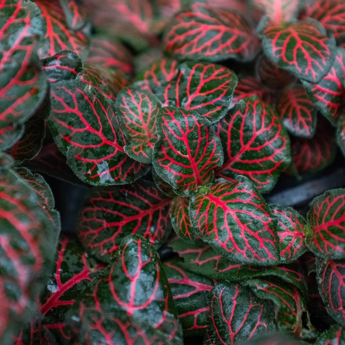 Fittonia 'Red'-Indoor Plants-Trendy Gardener