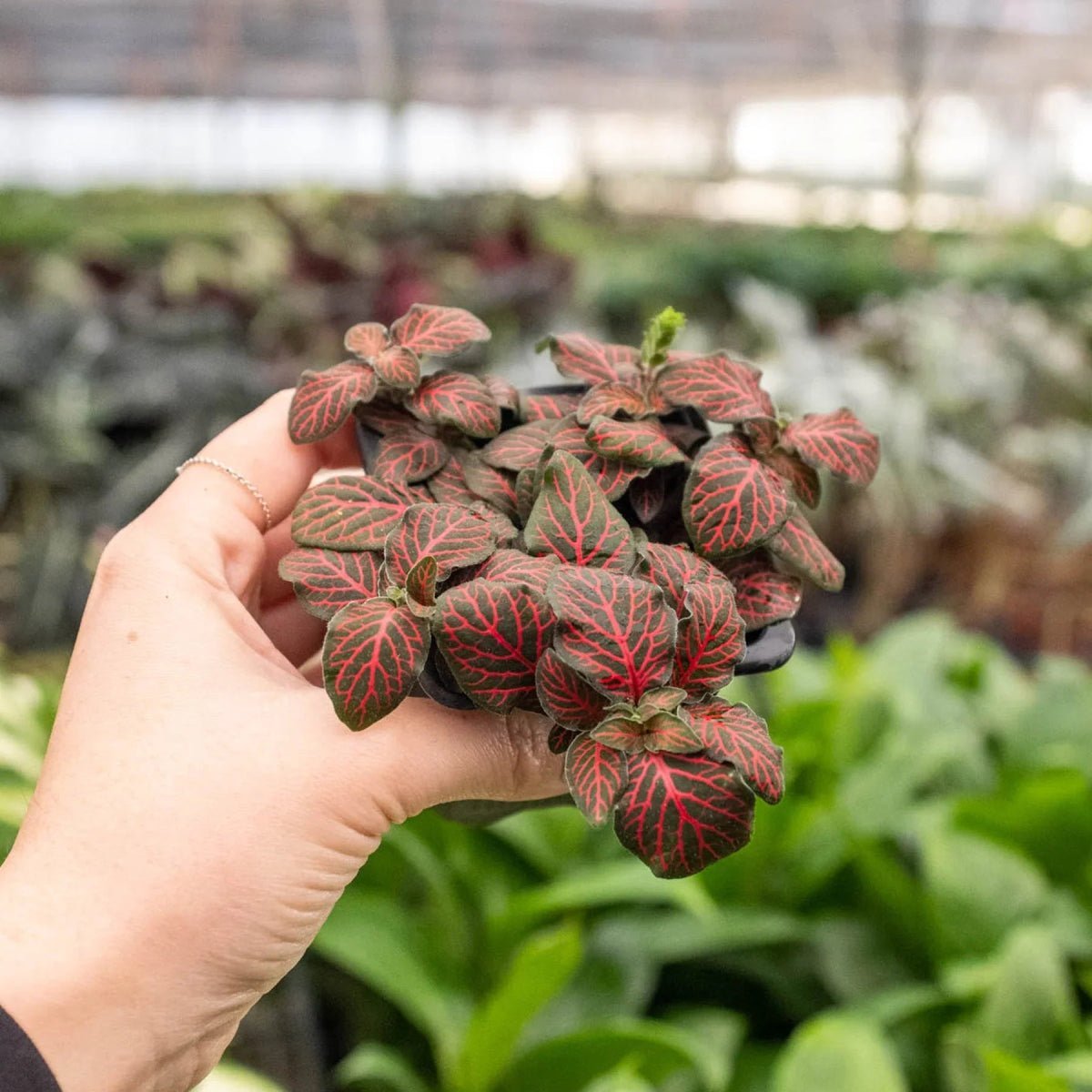 Fittonia 'Red'-Indoor Plants-Trendy Gardener