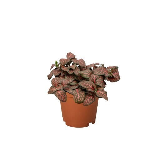 Fittonia 'Red'-Indoor Plants-Trendy Gardener