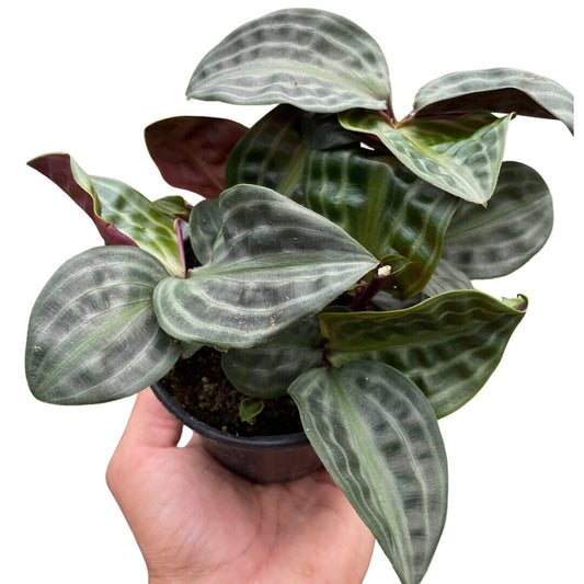 Geogenanthus 'Seersucker'-Indoor Plants-Trendy Gardener