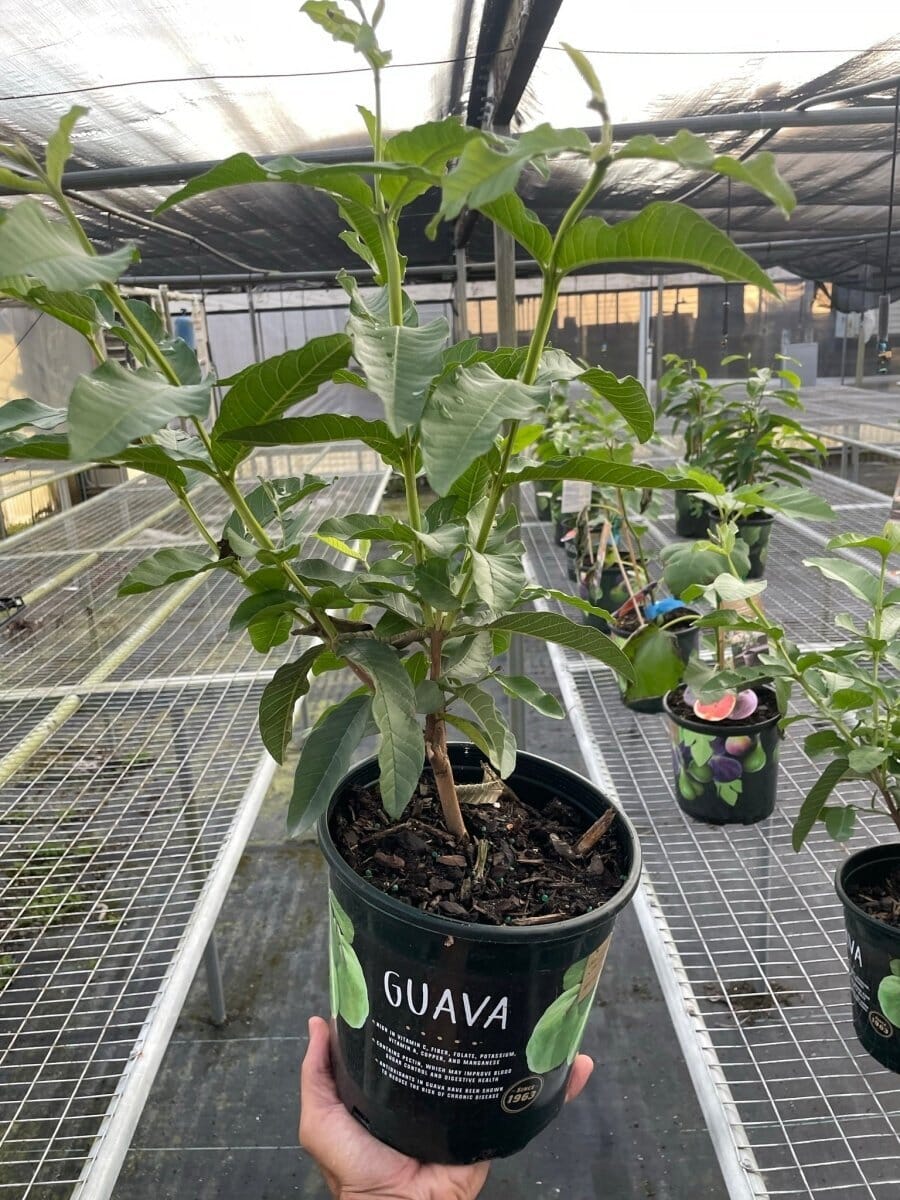 Guava Tree-Indoor Plants-Trendy Gardener