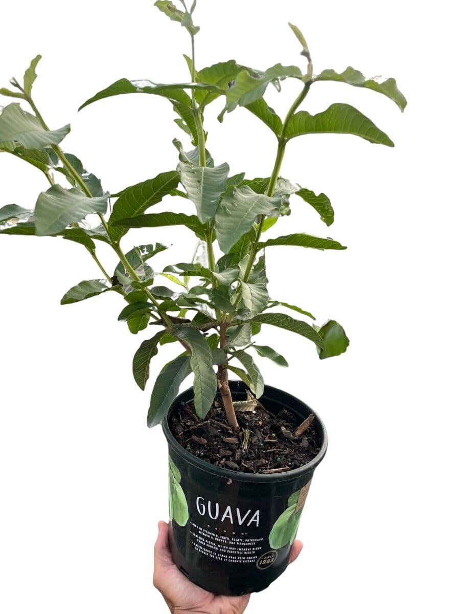 Guava Tree-Indoor Plants-Trendy Gardener