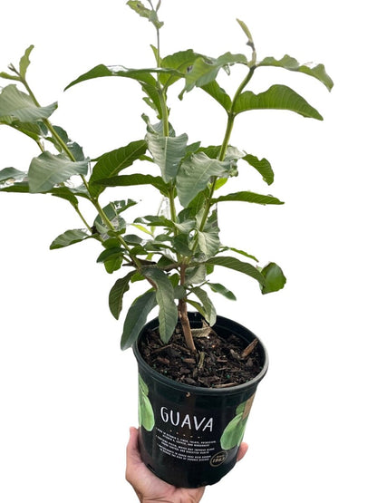 Guava Tree-Indoor Plants-Trendy Gardener