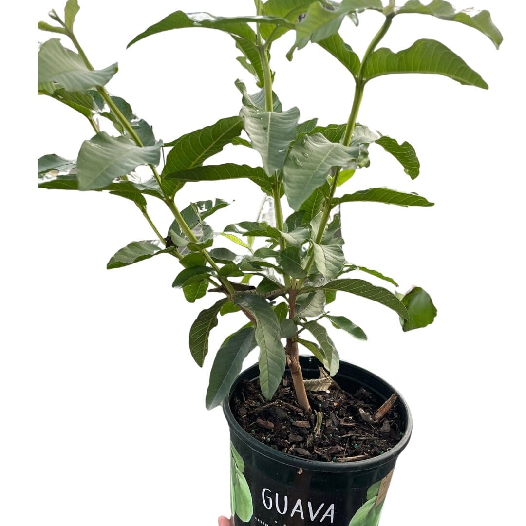 Guava Tree-Indoor Plants-Trendy Gardener