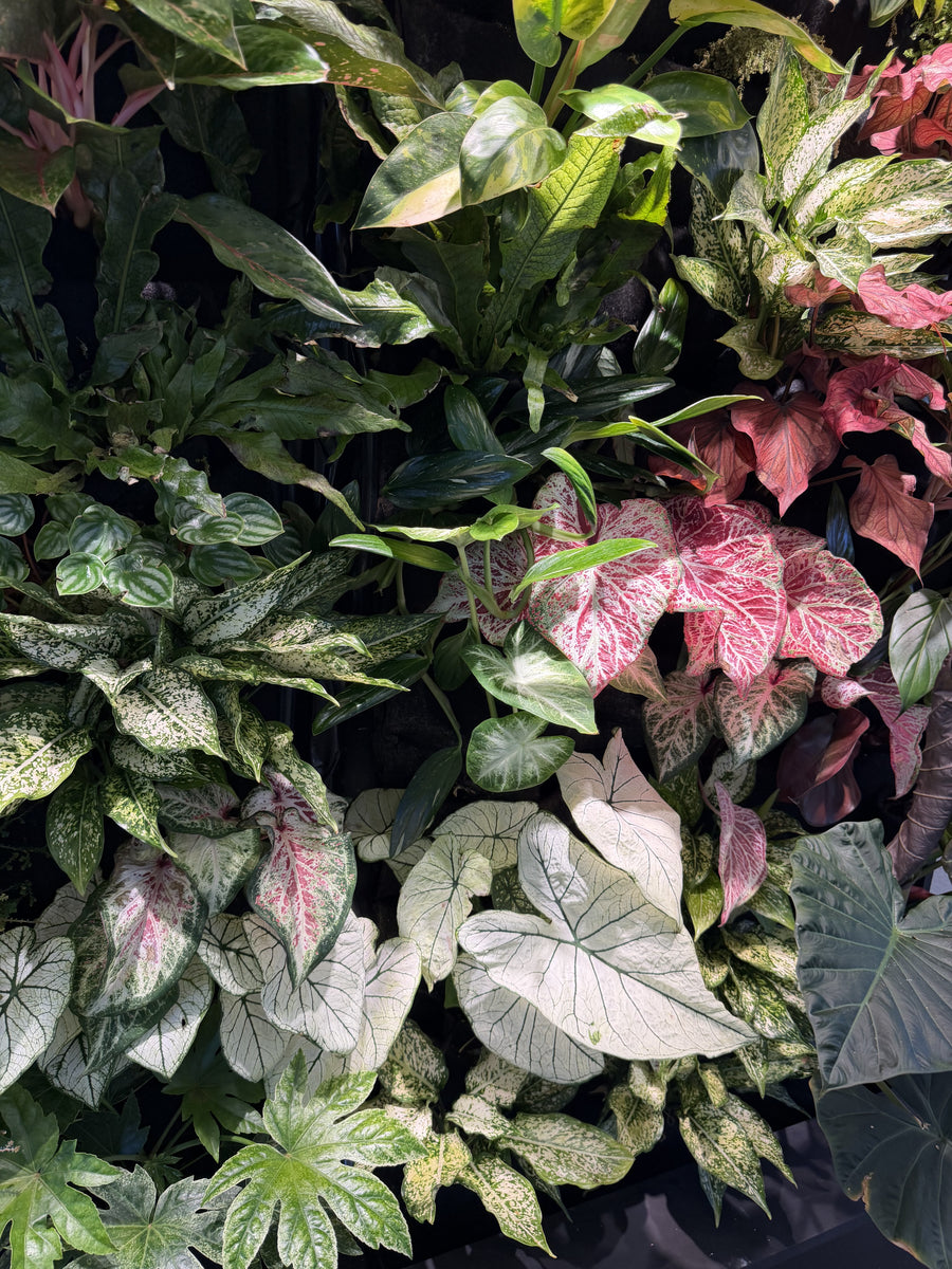 The Hearing Doctors of Iowa Living Wall detail