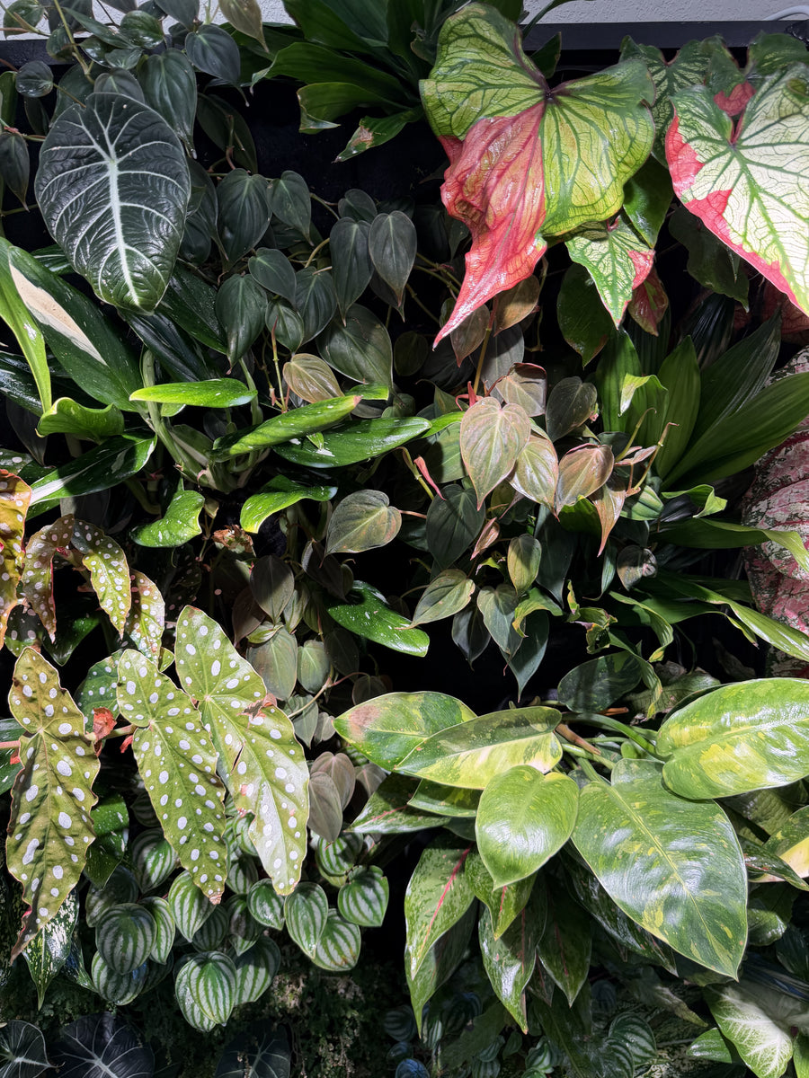The Hearing Doctors of Iowa Living Wall detail