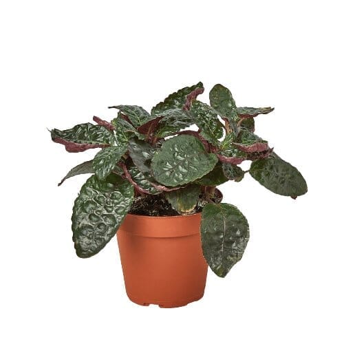 Hemigraphis 'Purple Waffle'-Indoor Plants-Trendy Gardener