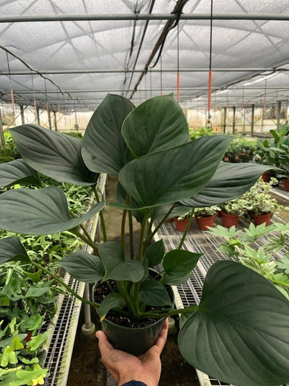Homalomena Emerald Gem-Indoor Plants-Trendy Gardener