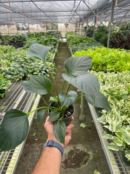 Homalomena Emerald Gem-Indoor Plants-Trendy Gardener