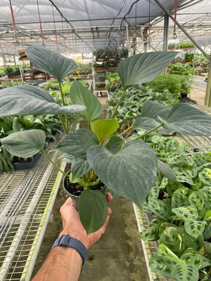 Homalomena Emerald Gem-Indoor Plants-Trendy Gardener