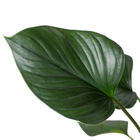 Homalomena Emerald Gem-Indoor Plants-Trendy Gardener