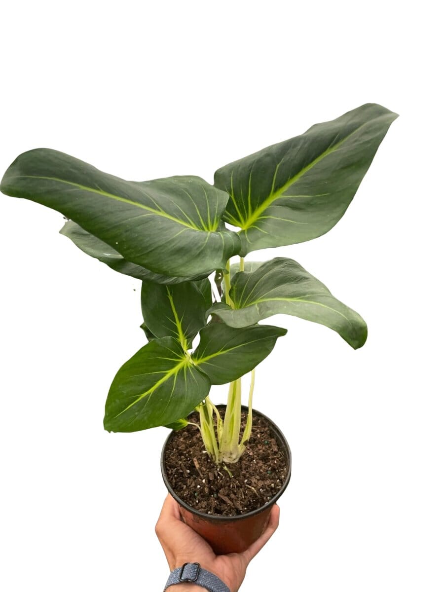 Homalomena Lindenii-Indoor Plants-Trendy Gardener