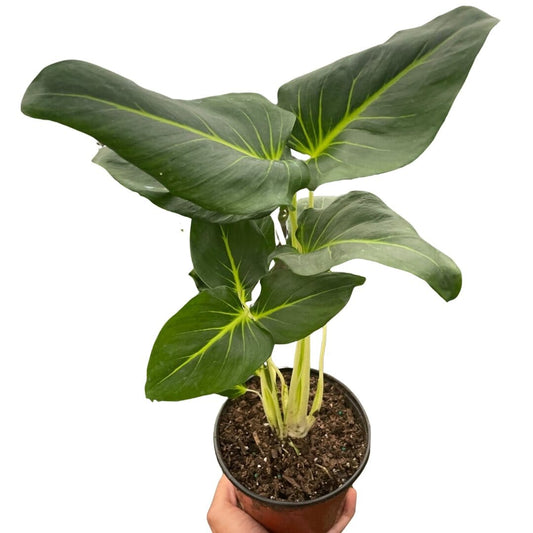 Homalomena Lindenii-Indoor Plants-Trendy Gardener