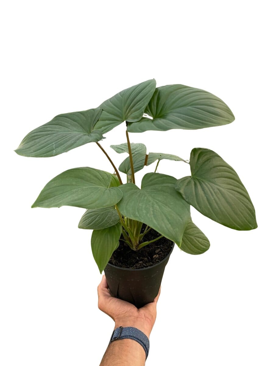 Homalomena 'Red Stem'-Indoor Plants-Trendy Gardener