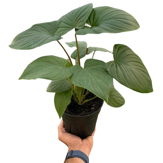 Homalomena 'Red Stem'-Indoor Plants-Trendy Gardener