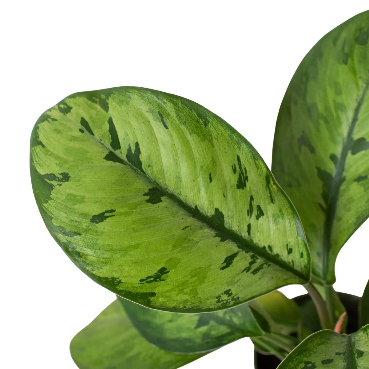 Homalomena 'Selby'-Indoor Plants-Trendy Gardener