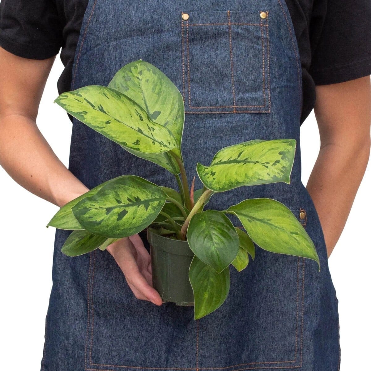 Homalomena 'Selby'-Indoor Plants-Trendy Gardener