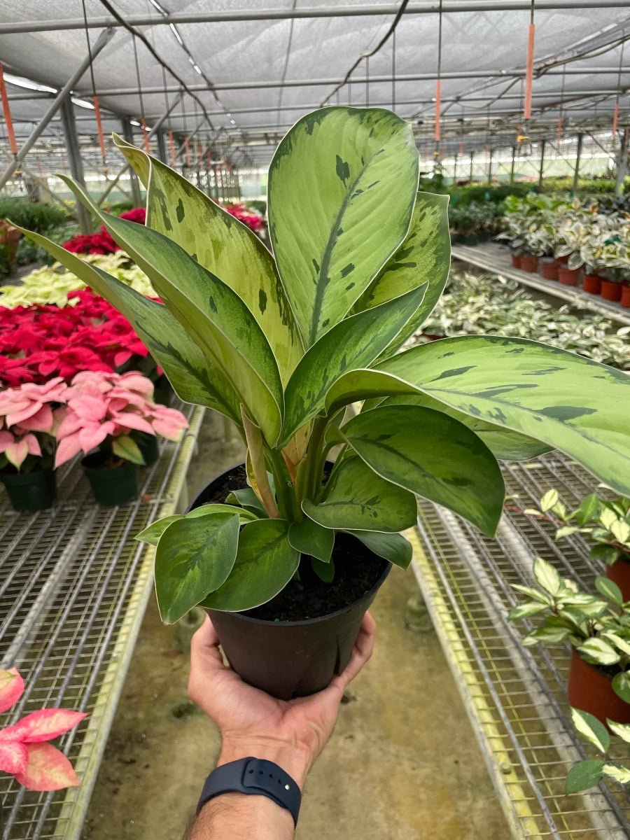 Homalomena 'Selby'-Indoor Plants-Trendy Gardener