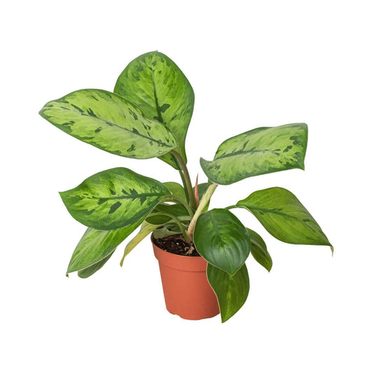 Homalomena 'Selby'-Indoor Plants-Trendy Gardener