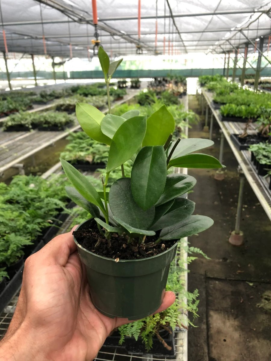 Hoya 'Australis'-Indoor Plants-Trendy Gardener