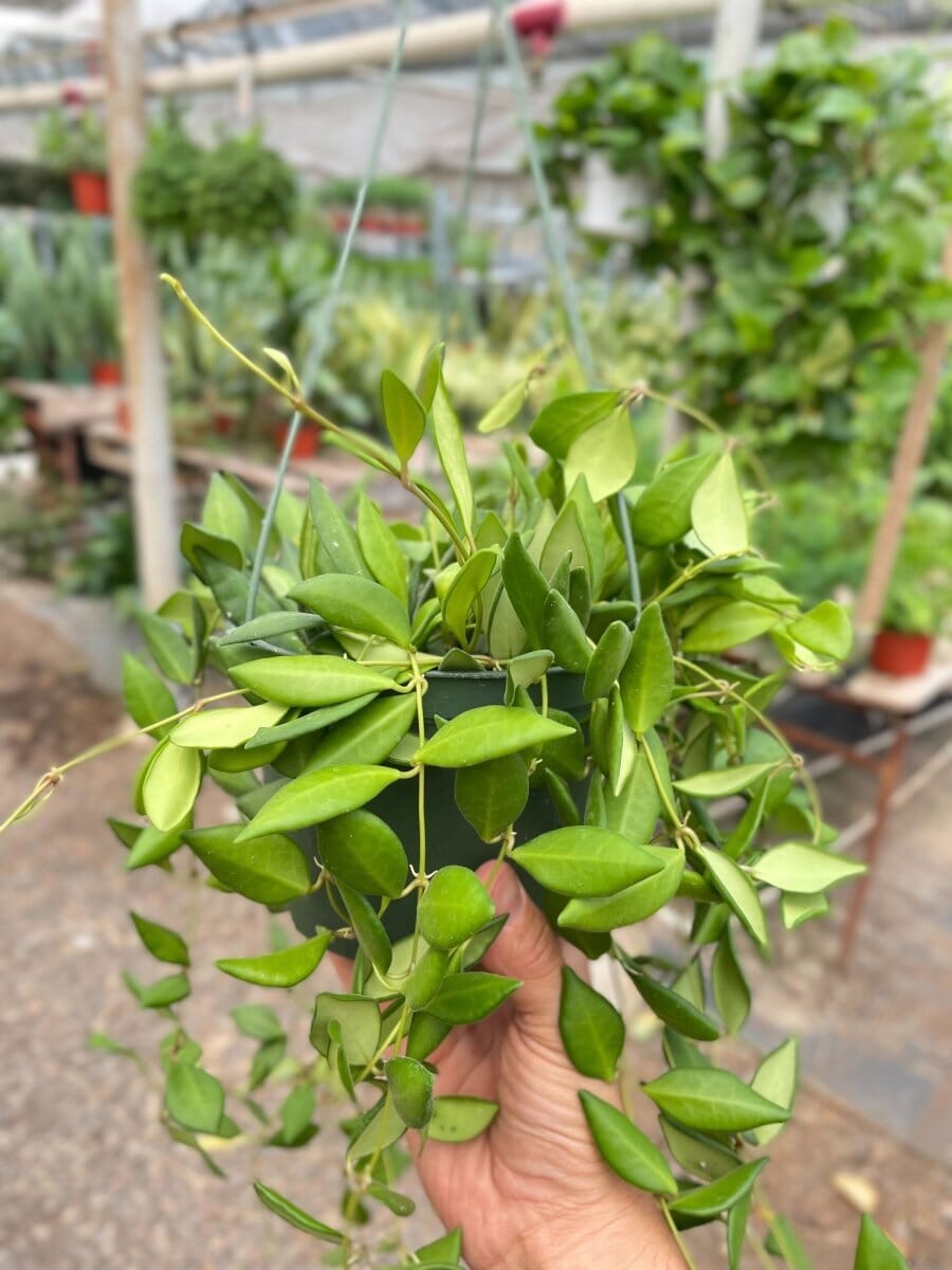 Hoya Burtoniae-Indoor Plants-Trendy Gardener