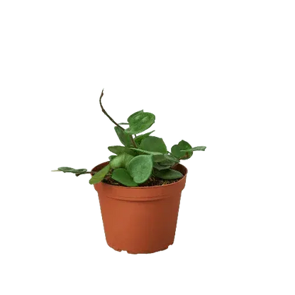 Hoya Carnosa 'Chelsea'-Indoor Plants-Trendy Gardener