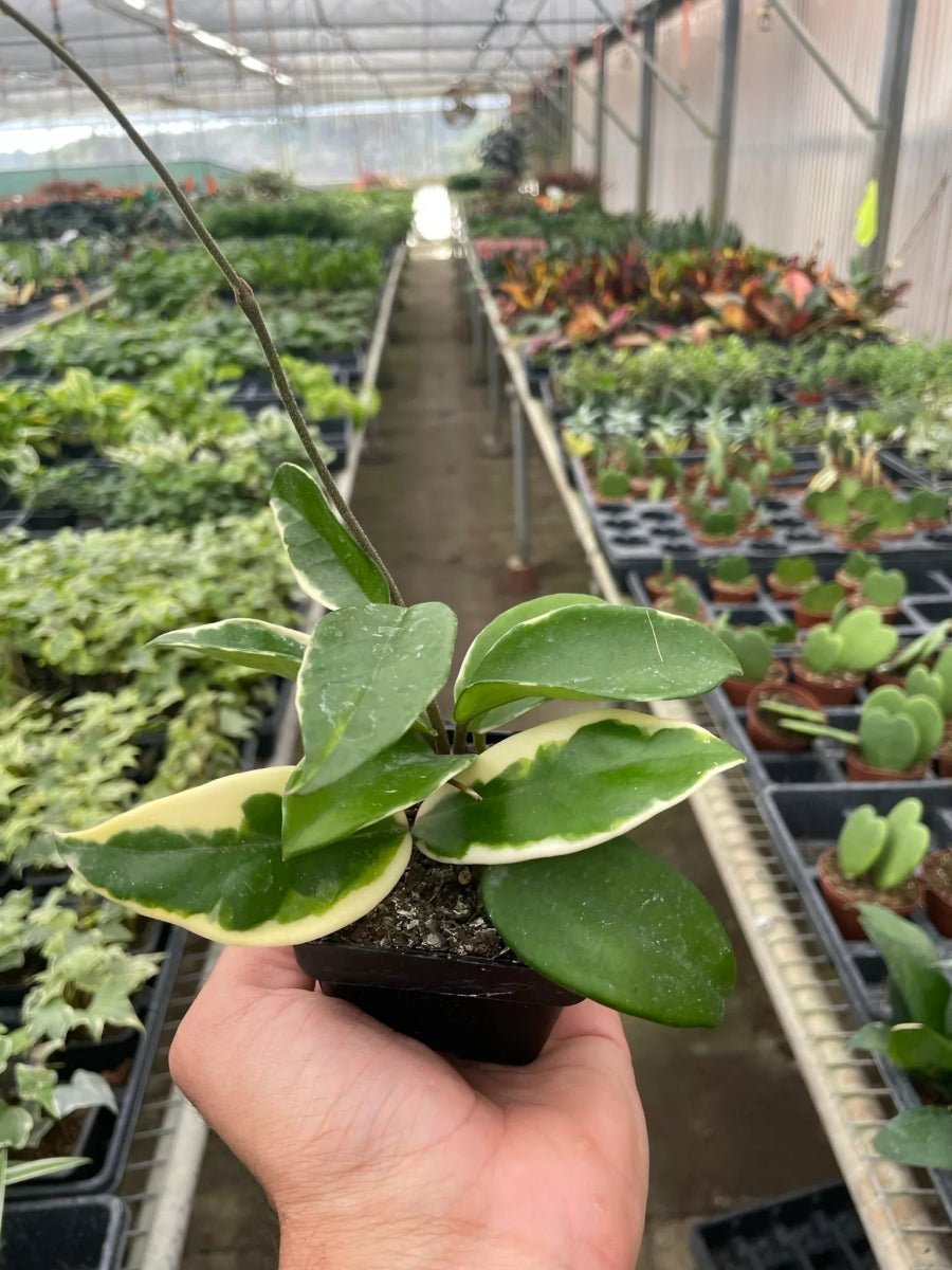 Hoya Carnosa 'Tricolor'-Indoor Plants-Trendy Gardener