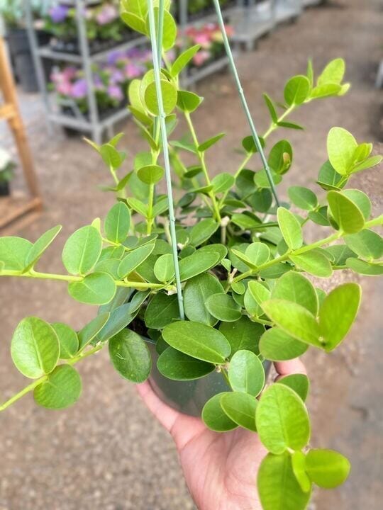 Hoya Cumingiana Indoor Plants Trendy Gardener 6" Pot 