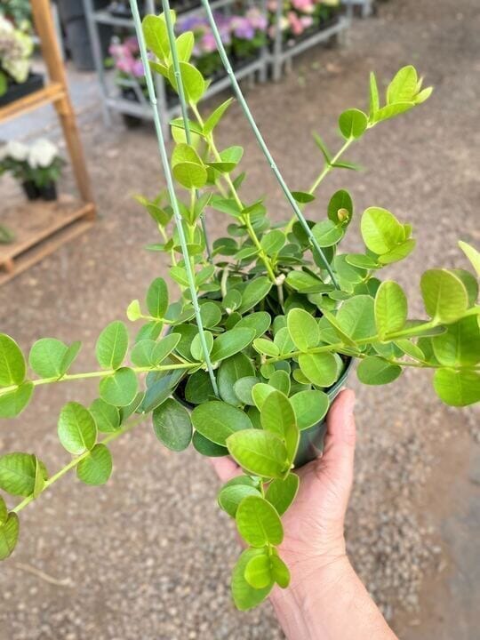 Hoya Cumingiana Indoor Plants Trendy Gardener 