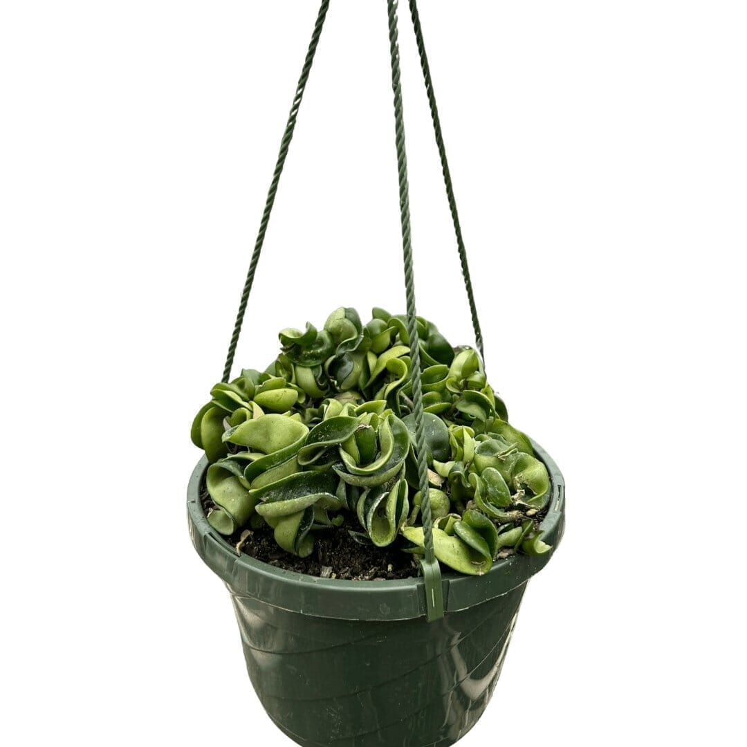 Hoya Hindu Rope Indoor Plants Trendy Gardener 