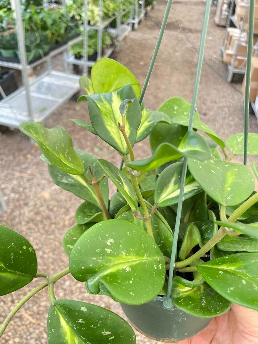 Hoya Obovata 'Reverse' Variegated Indoor Plants Trendy Gardener 