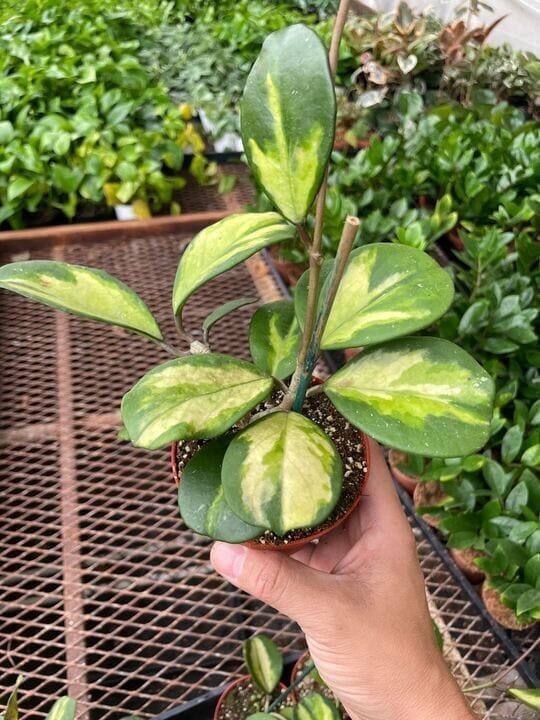 Hoya Obovata 'Reverse' Variegated Indoor Plants Trendy Gardener 6" Pot 